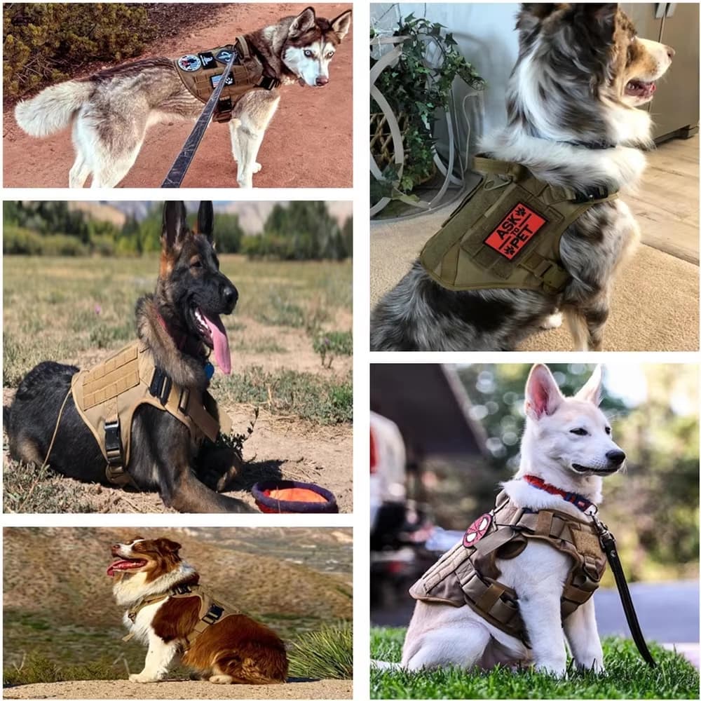 K9 Basecamp Set 4